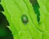 Cassida sp.